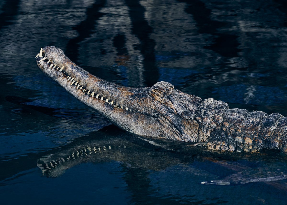 lowbassphotog's tweet photo. All smiles. 
#falsegharial #tomistomaschlegelii #gharial #gharials #crocodile #crocodiles #reptile #reptiles #reptilephotography #wildlifephotography #animalphotography #naturephotography #photography #appicoftheweek #canonfavpic #captureone https://t.co/r7cRwOhIwj