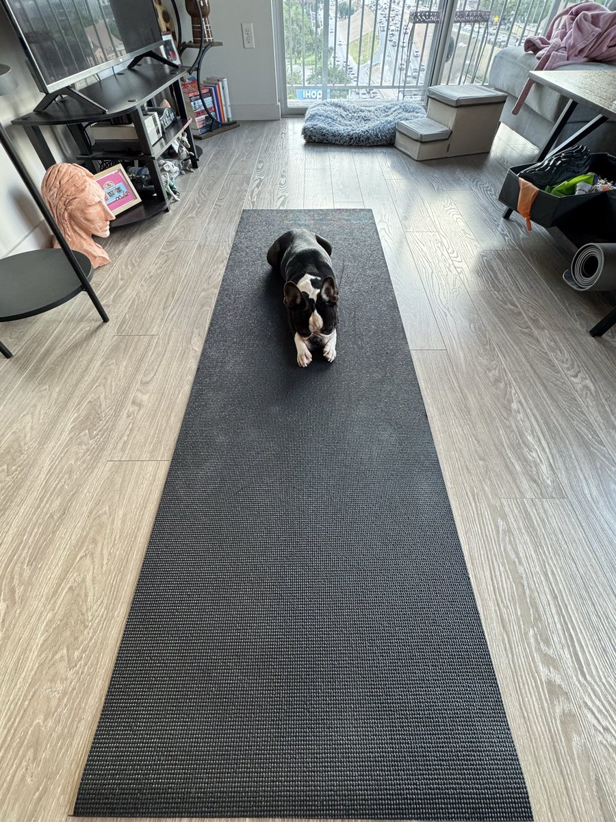 dougbies's tweet photo. Yoga pup https://t.co/zlk7yGUdpi