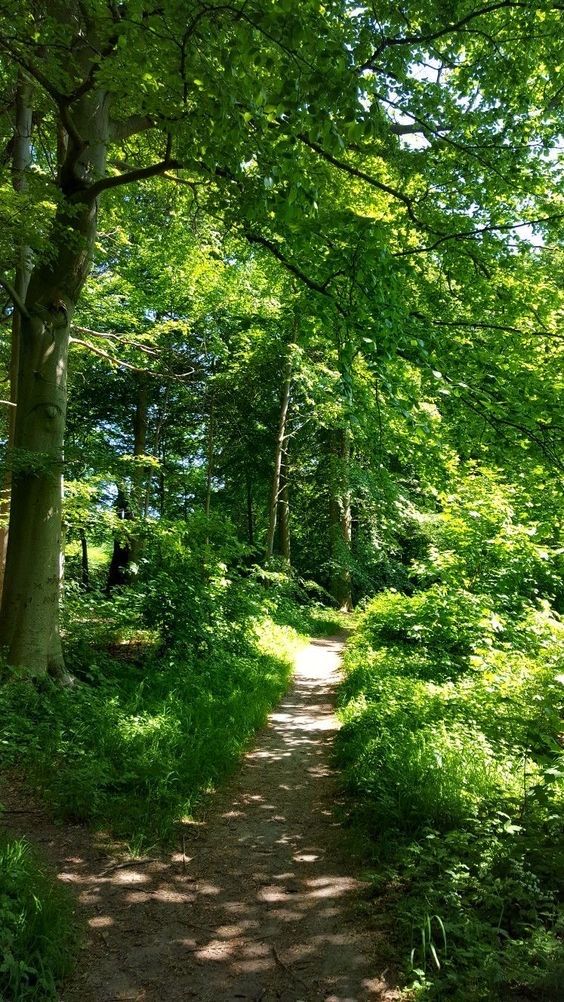earthwhisperss's tweet photo. Let's go on a walk https://t.co/uAMjUHONNX
