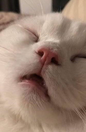 𝖡.𝖭𝗂𝗇𝖾𝖾𝖾 ʕ◔ᴥ◔ʔ💭🍨🌟 tweet media