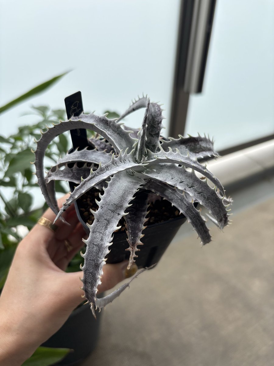 uriuriotto's tweet photo. 台風ということで植物を椅子の下に固めて植物は無事乗り切りました
ディッキア⛰️fujiyamaの葉が当たって折れたのショックだけど大きく成長してて嬉しい☺️☺️ https://t.co/vbi2IJ4CDt