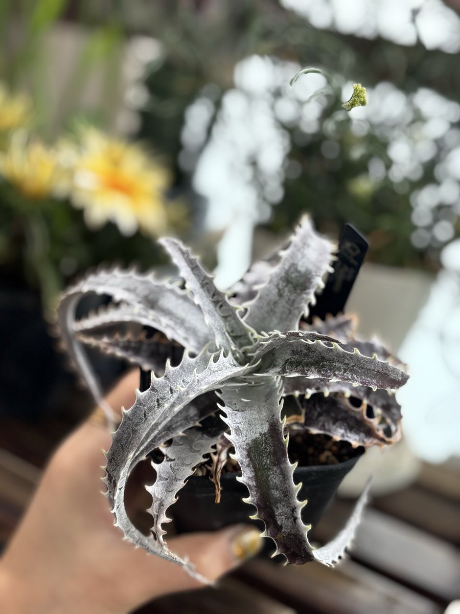 uriuriotto's tweet photo. 台風ということで植物を椅子の下に固めて植物は無事乗り切りました
ディッキア⛰️fujiyamaの葉が当たって折れたのショックだけど大きく成長してて嬉しい☺️☺️ https://t.co/vbi2IJ4CDt