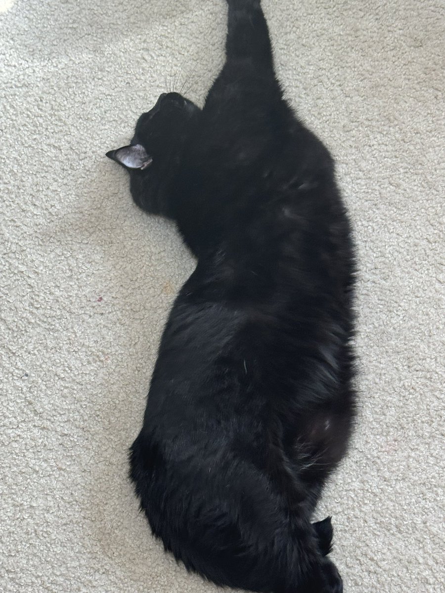 iguro_'s tweet photo. @Zatshot I love black cats!! Here’s my sisters chunky boy https://t.co/kViPqAm5sN