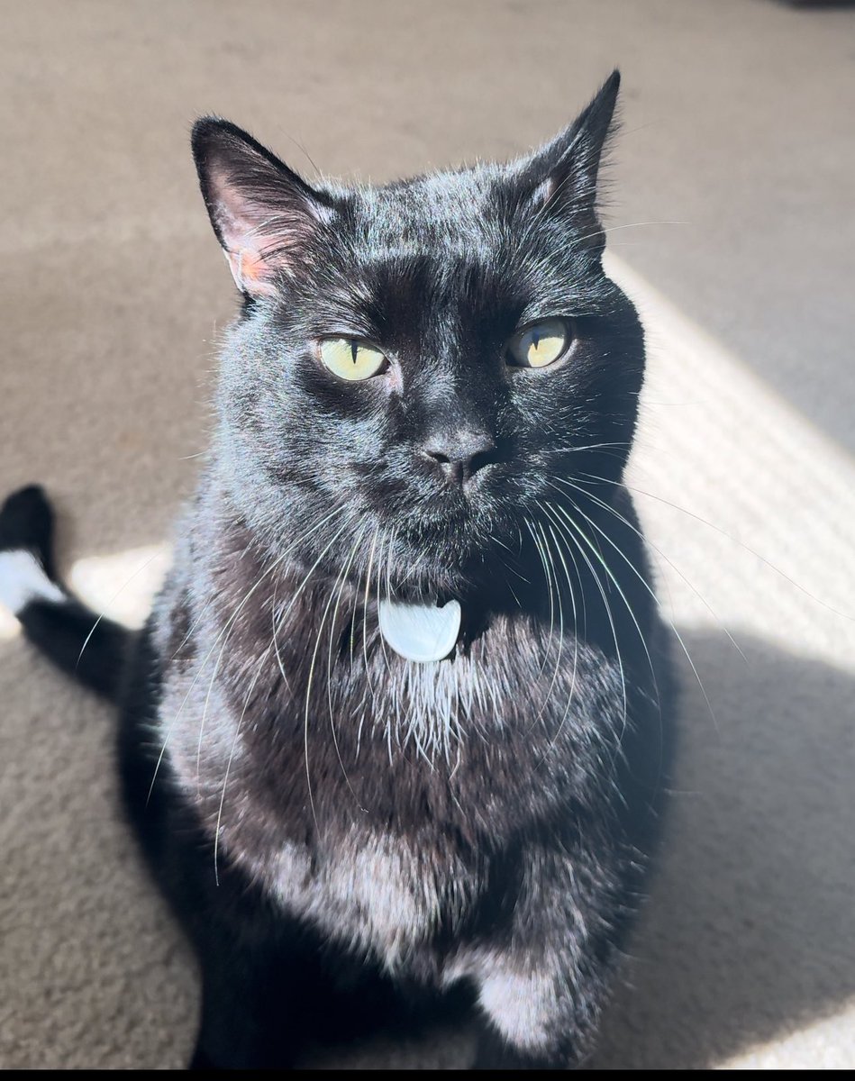 iguro_'s tweet photo. @Zatshot I love black cats!! Here’s my sisters chunky boy https://t.co/kViPqAm5sN
