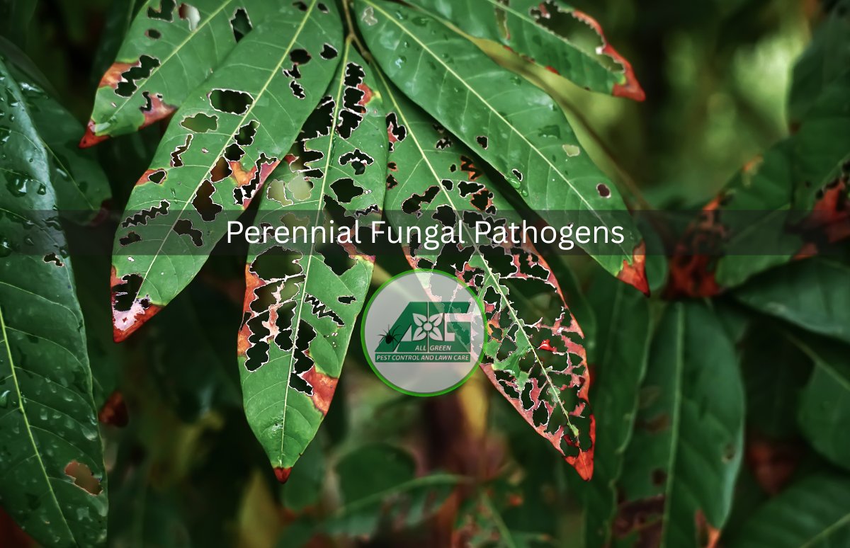 MyAllGreenTweet's tweet photo. Spot fungal damage on your Utah perennials? 🕵️‍♂️ From powdery mildew to rust, learn how to identify, prevent, and naturally treat the 5 most common garden diseases hitting the Wasatch Front. Keep your landscape vibrant! 🌸

Read our full homeowner's guide: https://t.co/7QQhbNM1YC https://t.co/1JPFxAwL7W