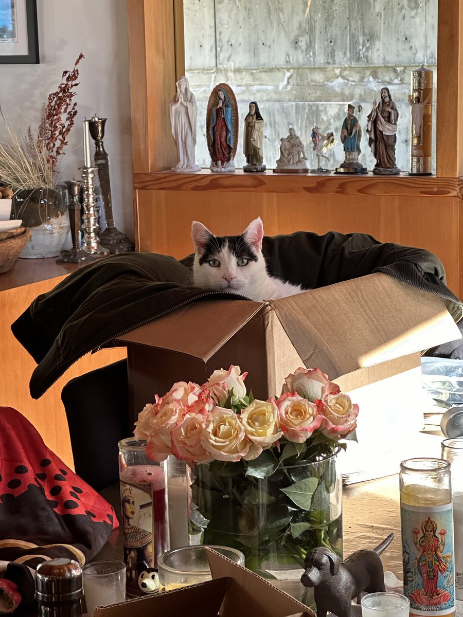robertpatrickT2's tweet photo. We said goodbye to beautiful Iggy today.  
14 years beside us through a whole lot of life. We were lucky to have him.🪽💔 https://t.co/S9K1gVftRF