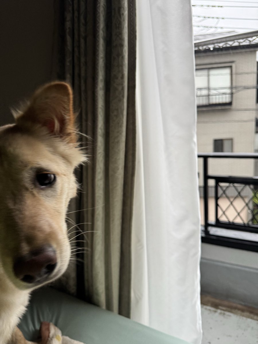toys_pottery's tweet photo. 雨かあ…という顔の犬をどうぞ。 https://t.co/jW5TabWkap
