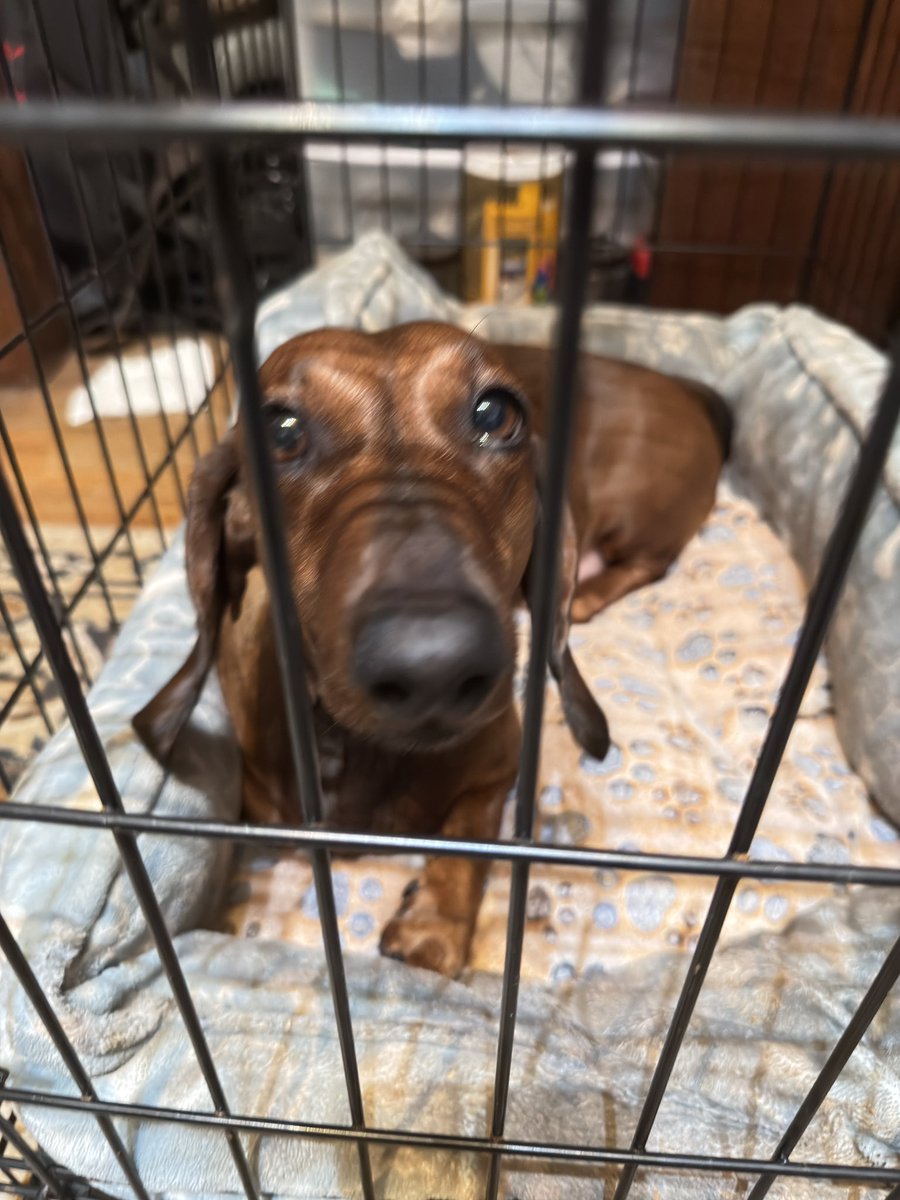 old_soviet's tweet photo. So we went to the vet, and it looks like my girl somehow hurt her back. She got a bunch of meds and now we have to keep her crated for a few days so she can heal. Poor little thing.🫩
#OldBearTruth https://t.co/RGLxKAyDLS