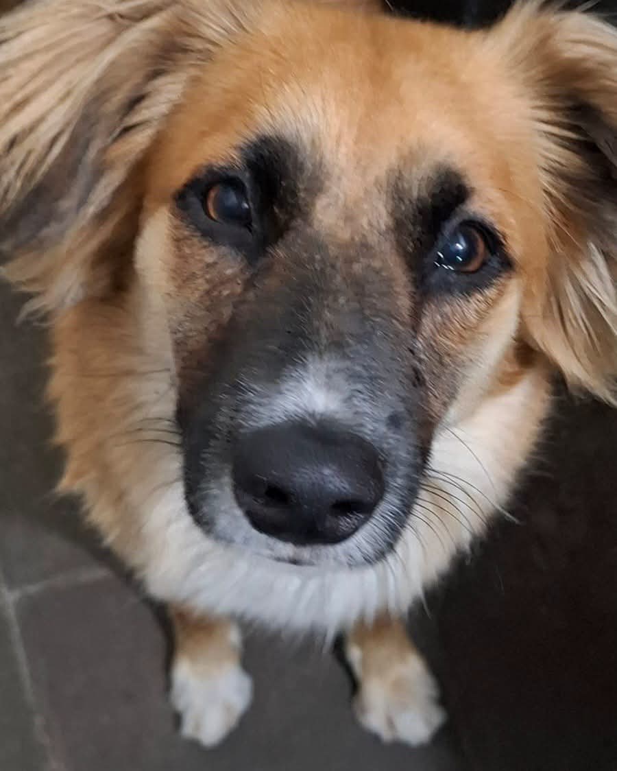 lyssitta's tweet photo. Soy ZOE 🐕

Aparecí toda flaquita en noviembre del año pasado en un centro comercial de Soyapango. Ahí algunas personas me daban comidita, pero también hubo quien me escupía y me daba patadas… 😔
Nadie apareció diciendo que era mi familia… nadie…

Me rescataron en febrero, me llevaron al veterinario y me esterilizaron. Ahora estoy en hogar temporal, pero siguen sin preguntar por mí 🥺
Nadie me quiere adoptar…

Y yo solo sueño con tener una familia para siempre 💖

🐾 Hembra
📏 Tamaño mediano
🩺 Ya esterilizada
🎂 Aproximadamente 1 año de edad
💖 Cariñosa y muy noble
🎾 Juguetona
🍽️ Celosa con su comida (de preferencia ser la única perrita en casa)

📌 Requisitos para adoptar:
✔️ Zona San Salvador o alrededores urbanos
✔️ Casa propia (no alquilada ni con promesa de venta)
✔️ De preferencia ser la única perrita en casa
✔️ Pasar proceso de evaluación
✔️ Firmar carta de compromiso de adopción si es aprobada
✔️ Casa cerrada
✔️ No estará amarrada ni será para cuidar propiedades
✔️ No se evaluarán perfiles sin foto, restringidos o recién creados

📩 Interesados escribir por DM

Ayudemos a Zoe compartiendo para que pueda encontrar el hogar lleno de amor que tanto merece 🐾