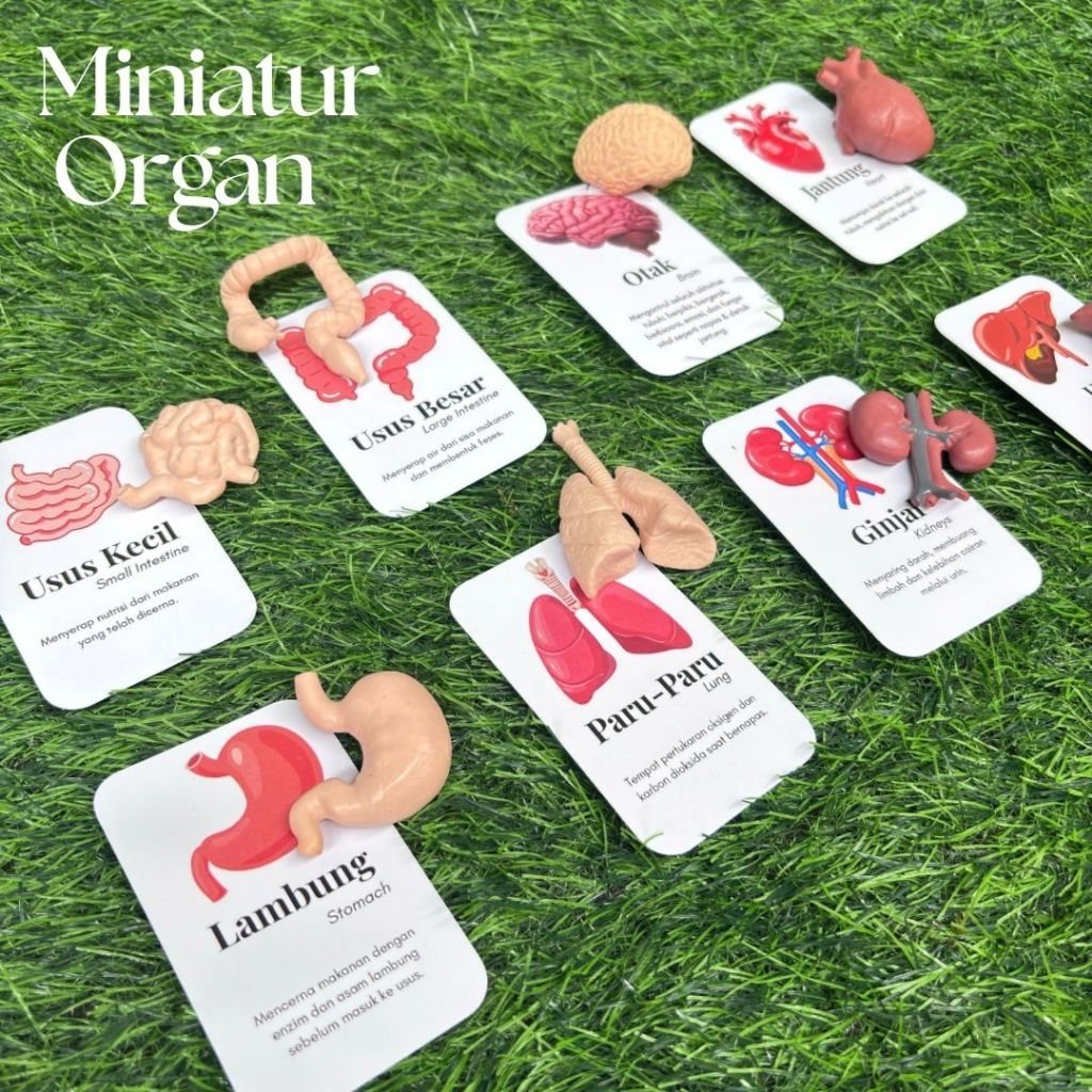 heliantuzz's tweet photo. Baru tau ternyata ada yg jual mainan edukasi organ manusia, ada kartu dan bentuk organnya 
https://t.co/UTMhgrVH4G https://t.co/lSeZwljhsJ