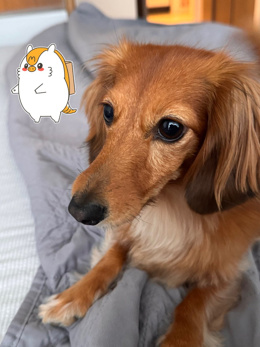 mylogi_AT's tweet photo. おはようロジ😆
6月3日　水曜日　東京は雨🌀

台風の影響で風もビュンビュン、雨もザーザー☔ロジ
さすがに朝んぽはお休み。とても不服そうな🐶のために家の中で全力で遊んだら体力が…。

今日も #mylogi でたくさん出荷のお手伝いするロジ〜💪

#企業公式相互フォロー 
#企業公式相互フォロー祭り https://t.co/QagCiNr1mJ
