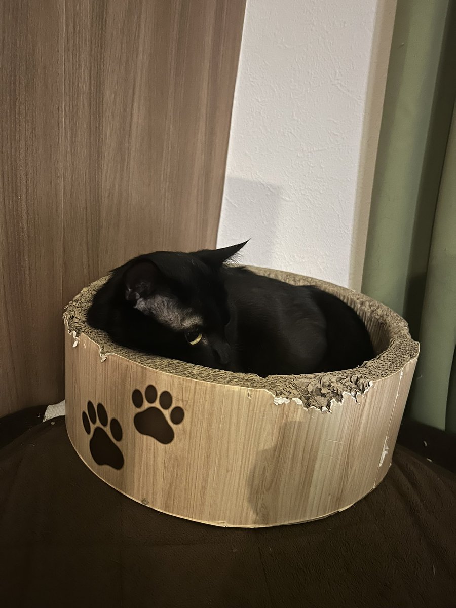 0913_rcha's tweet photo. こちらはルイが脱走して
目撃情報を元に置いた罠に2回捕まった
ブラックスモー・9・マタタビーです。
1才とちょっとくらい。
毎日一緒に寝てくれます💤 https://t.co/z1budJ5mkH