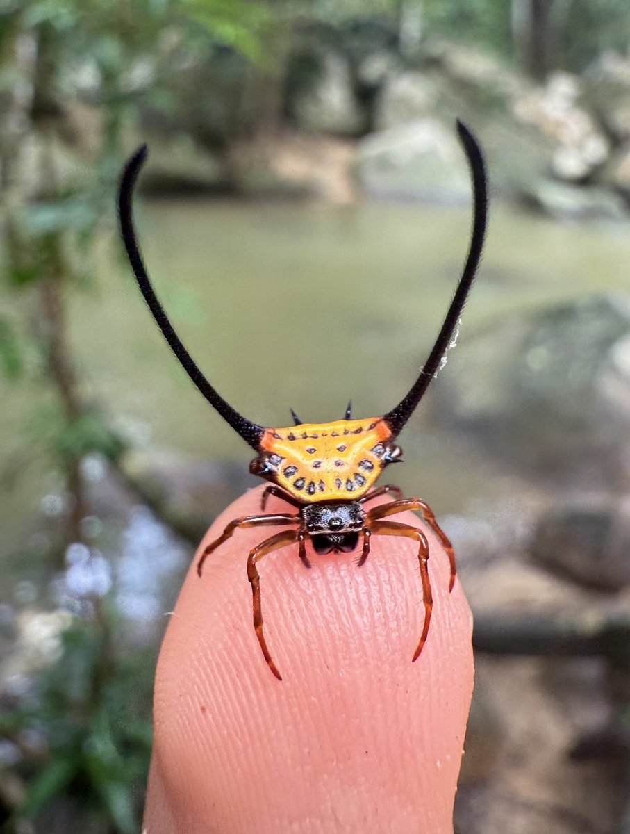nvolpewild's tweet photo. SHOW ME YOUR BUGS! 🪲🕷️
Drop the best bug you’ve seen recently here👇 https://t.co/ekYT74ziR9