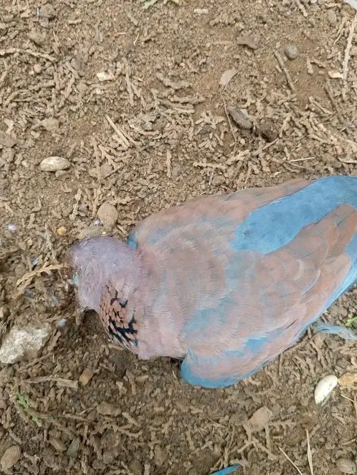 ishaqsamaila5's tweet photo. ALLAHU AKBAR! 🤲😭

Today, I witnessed a scene that shook my heart and reminded me of the reality we often forget.

A dove stood before me in its final moments. It struggled silently, fighting a battle known only to Allah. I looked closely, thinking perhaps it had been injured or attacked, but I found no visible wound. Then, before my eyes, its soul departed.

At that moment, I realized how helpless every living creature is before the decree of Allah. No wealth, no status, no strength, and no loved one could stop death when its appointed time arrived.

As I watched, verses of the Qur’an and sayings of the Prophet ﷺ about death and the departure of the soul flooded my mind. The reality that we read about and hear in sermons suddenly stood before me in the form of a small bird.

What moved me even more was what happened afterward. Within minutes, insects began to gather around its lifeless body. In a very short time, the same body that moments earlier was alive, moving, and breathing had become motionless and abandoned.

I could not help but ask myself:

One day, will this not be my story too?

One day, death will come for me exactly as it came for that bird. It will not seek permission. It will not consider my plans, my ambitions, my family, or my unfinished dreams. It will arrive at the time written by Allah, and no one on earth will be able to delay it for even a moment.

Then what will remain of me?

Not my possessions. Not my titles. Not my popularity.

Only my deeds.

The prayers I performed. The good I did for others. The kindness I showed. The Qur’an I recited. The charity I gave. The wrongs I avoided for the sake of Allah.

My dear brothers and sisters, this world is temporary. Every day that passes brings us one step closer to our meeting with Allah. Let us not be deceived by the distractions of this life. Let us prepare for the day when neither wealth nor children will benefit us, except a heart that comes to Allah in sincerity.

May Allah grant us sincere repentance, strengthen our faith, bless us with righteous deeds, and grant us a good ending. May He make our final words "La ilaha illallah Muhammadur Rasulullah."

Ameen Ya Rabbal Alameen. 🤲😭