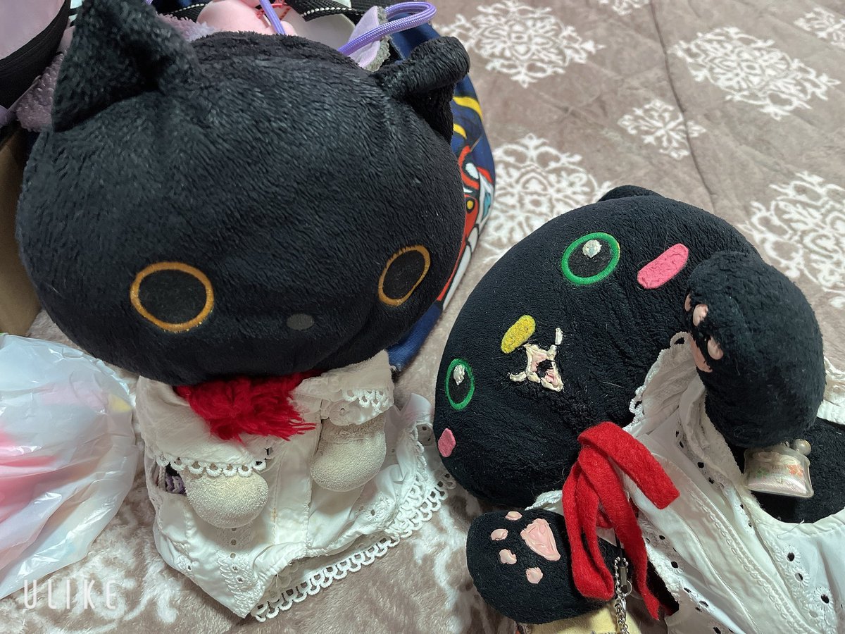 1031Maya's tweet photo. おはよう🥱
早くに目が覚めた😅
にゃんこと一緒に起きたよ☺️
にゃんこマンはまだ寝てる💤 https://t.co/3s7zyLO4xY