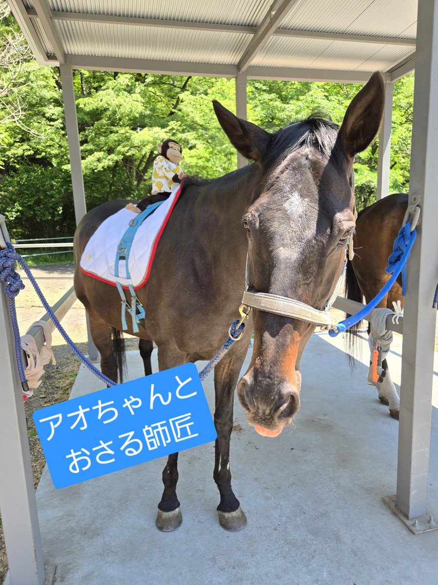 HorseSpace2's tweet photo. 日曜日に配信された #そふと競馬 の“そふとダービー”ですが、
HorseSpace紡厩舎のショパンがダービーホースに輝きました～🙌🙌🙌
今、左目の治療を頑張っている27歳のショパン。
高齢になるといろんなことが起きるけど、いろんなことを楽しみながらたくさんの人に可愛がられて、そして紡っ子たちとやいのやいのしながら長生きして欲しいです！！

ちなみに配信を見て知ったのですが、
なんと昨年のダービーもさくらが勝っていたそうで(忘れているw)
HorseSpace紡厩舎はそふとダービー連覇だそうです🤯🤯🤯
そして、
ミントしゃん、さくら、ショパンの3頭がダービーホースになりました💖
やるな、愉快な仲間たちよ！！！👏👏👏

さくらは
そふと皐月賞をとれば三冠馬👑
(ダービーと菊のタイトル取得済)

ショパンは
そふと菊花賞をとれば三冠馬👑
(皐月とダービーのタイトル取得済)

高齢馬でもこうにして輝けるそふと競馬に感謝💖🙏💖

ちなみに
アオちゃんもそふとダービーに出走しましたが、鞍上(おさる師匠)が疫病神だったせいか、振るわずでした。。。🐒💔

#馬 #お馬の支援 #余生 #高齢馬 #HorseSpace紡