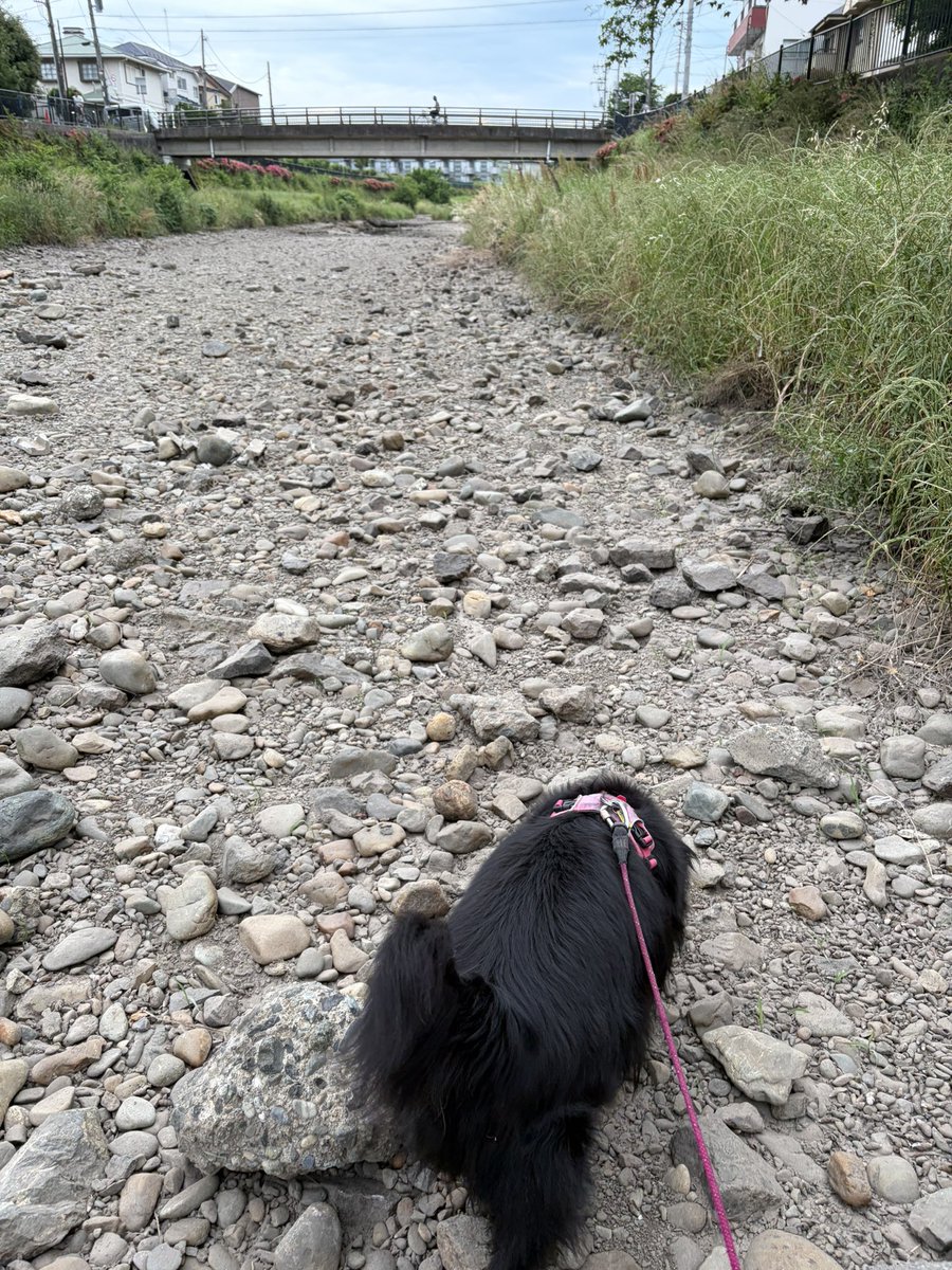 otsuhata's tweet photo. 今や氾濫危険警報発令中の野川だが、昨日まではカラッカラ。プー子が亀を見に行ってた淵も消滅寸前で、亀たち大丈夫か、早く雨降らんかと連日気を揉んでいたのに。 https://t.co/waAgQQiEfe