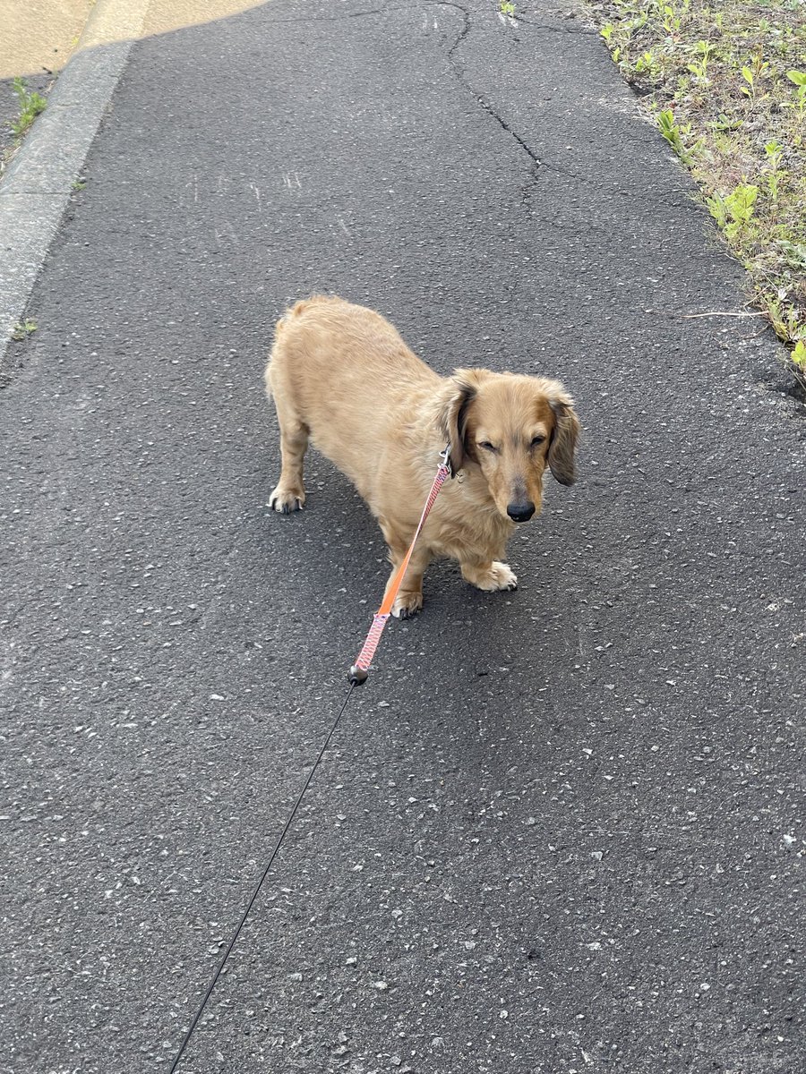 MiniatureDach10's tweet photo. AM.6 朝の散歩嫌そうです😫🐶
暑くなってきたもんね https://t.co/LFmg7wyMRi