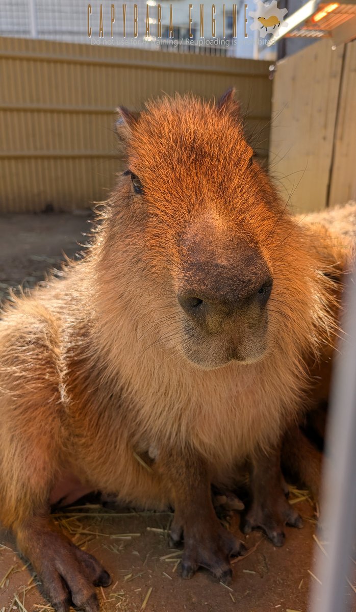 nbwild's tweet photo. おはようございます #池田動物園 https://t.co/oqSFINm5XW