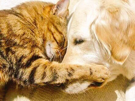 mcbalse's tweet photo. おはよう。今日も一日、のびのびと。 https://t.co/CO9BknNUPt