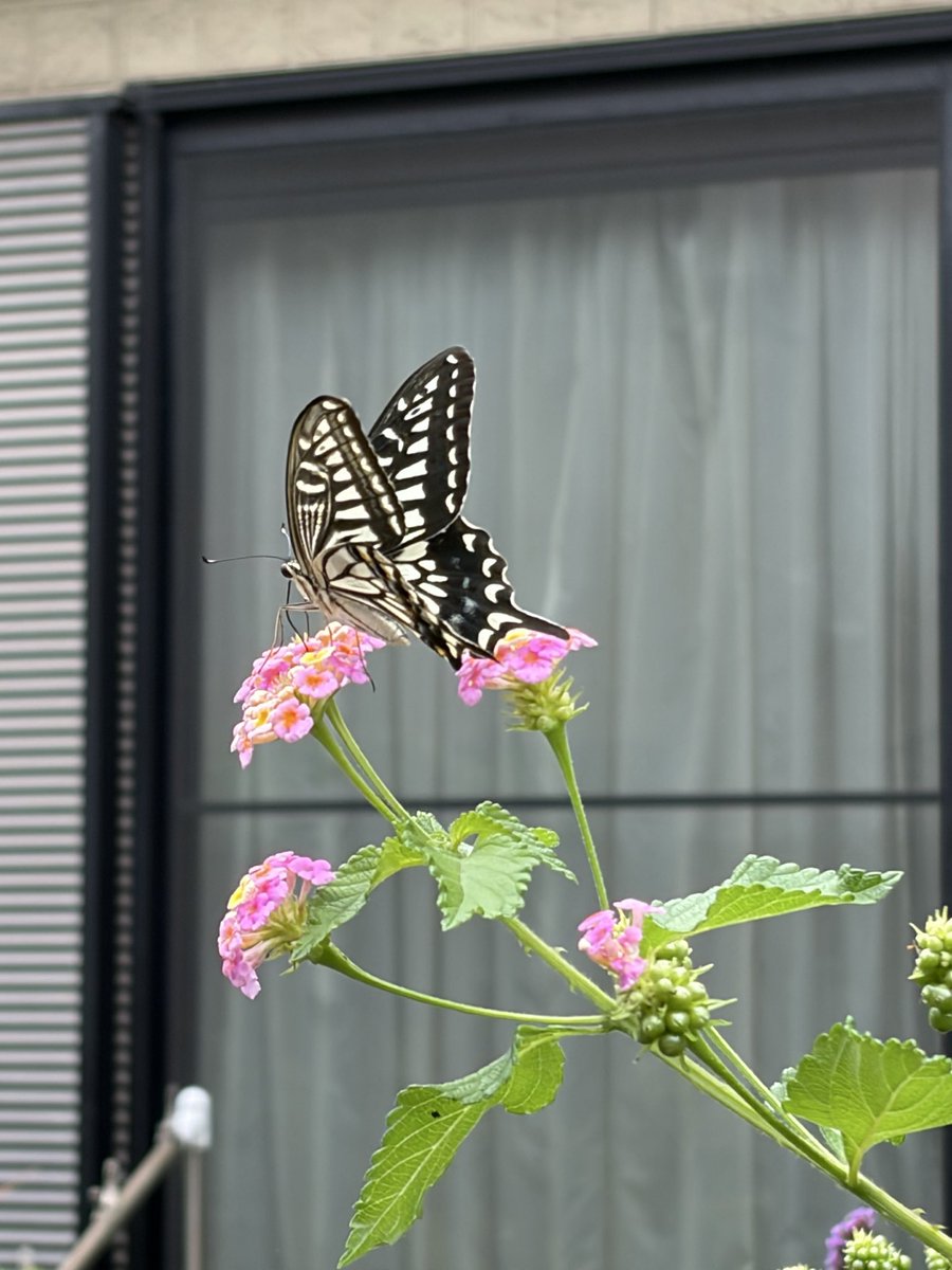 AikoSarry's tweet photo. おはようございます✨
今朝みたよ😊
可愛い💕🦋 https://t.co/l3DDyPs16x