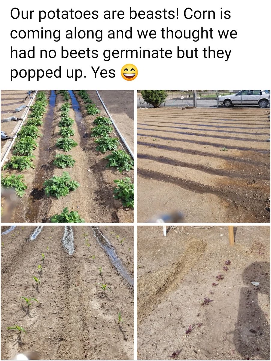 Ambriel22's tweet photo. @LibertyCappy My elderly neighbor was unable to garden last year. He offered my family access to the plot. He was so happy just to see a garden there, and I in turn appreciated how much work it is to grow food. There are challenges I think most people don't realize. It is NOT easy! https://t.co/0goXaLY4um