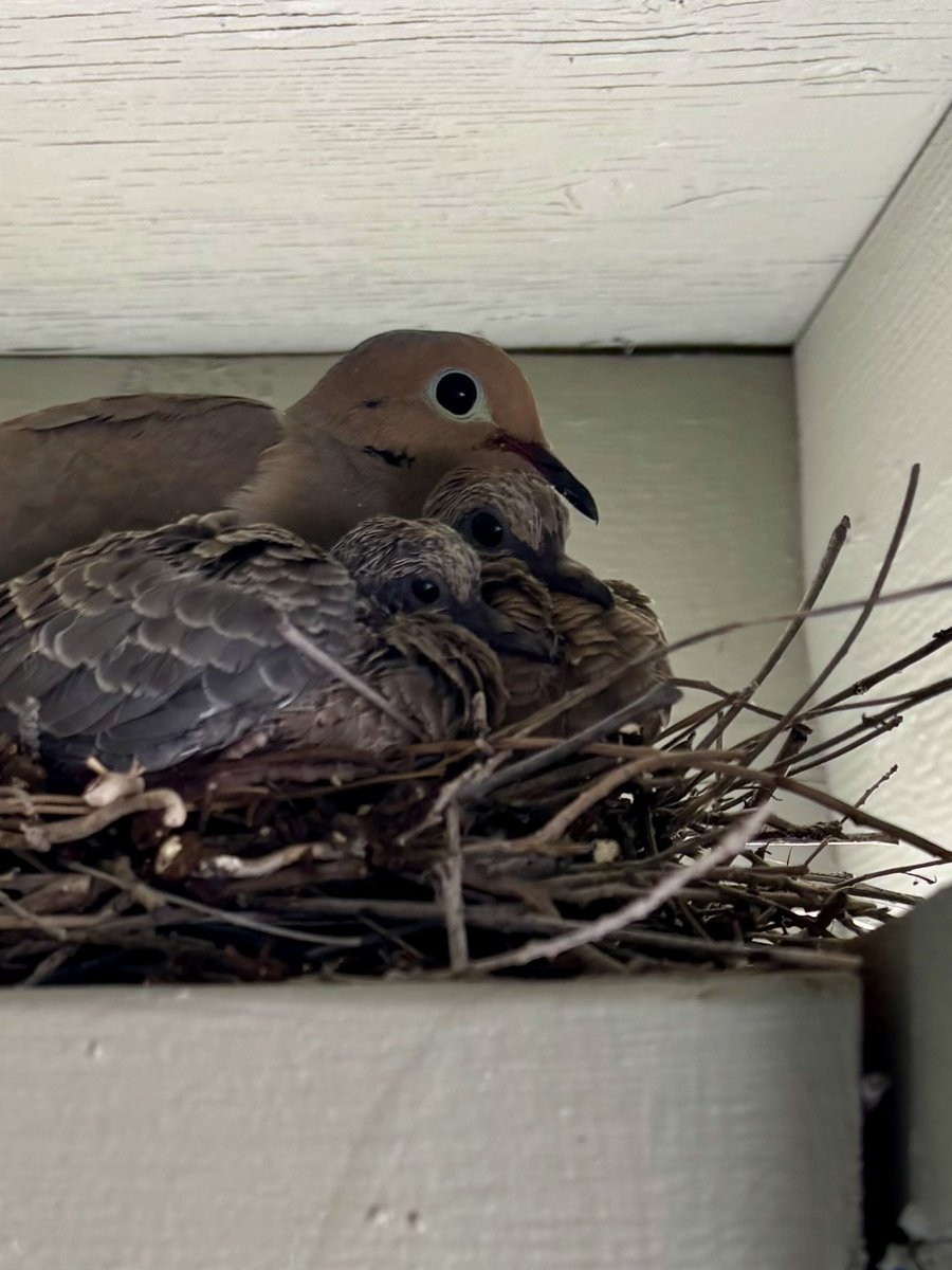 iconicstorage's tweet photo. the dove that made a nest in my carport now has babies https://t.co/iTfmVXQPrJ