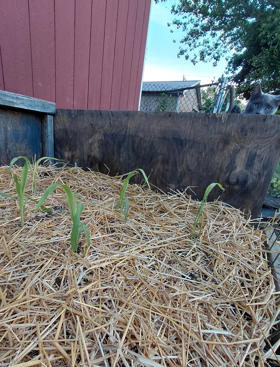 DarthKnuggs's tweet photo. About to water the mini @CORNdiff field so I can have free corn one time a few months from now. https://t.co/MjEMsdJCti
