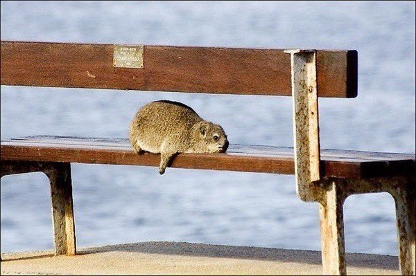 hyraxaca's tweet photo. 오늘은 제9회 전국동시지방선거입니다!
국민의 기본 권리! 투표 합시다! 와와! https://t.co/EemgtvgNGT