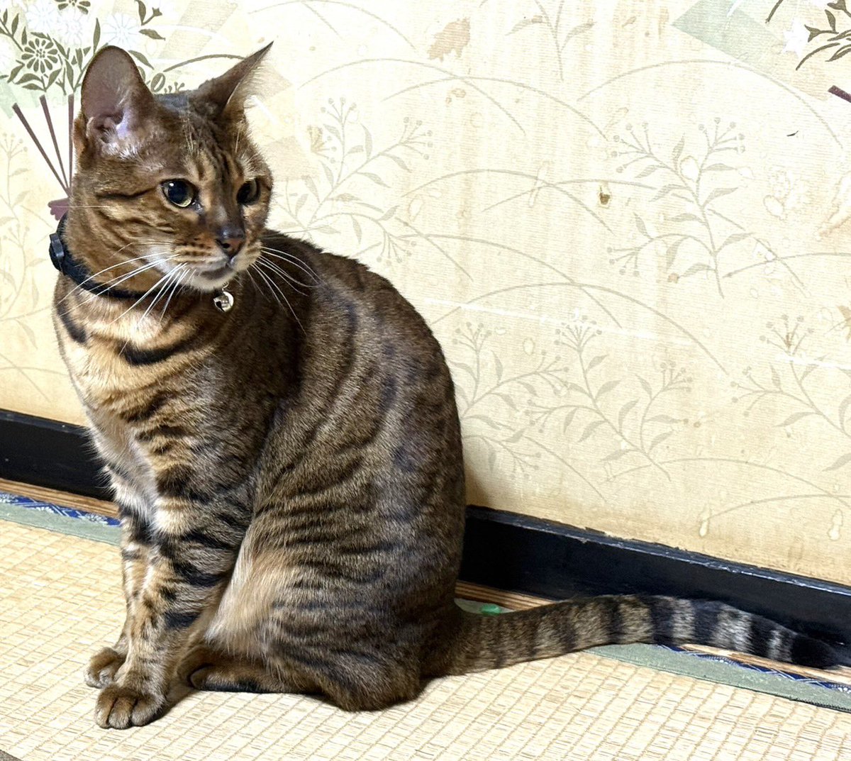petrescue1997's tweet photo. 埼玉県　アナイスちゃん
行方不明日　2026年5月26日
保護日　2026年6月2日
担当　関口

アナイスちゃん5/26の深夜に自らお風呂場の網戸を開けて脱走。
翌日から飼い主さんは捕獲器を置いたり捜索するも姿なくご依頼をいただきました。

6月1日am2:00に飼い主さんが近隣を捜索に出たところアナイスちゃんの首輪に付いていた鈴の音が聞こえて車の下を覗くとアナイスちゃん発見！チュールや捕獲器を近くに置くなどしてみましたが、アナイスちゃんはそのまま姿を消してしまったそうです。

6月1日現地に向かいました。アナイスちゃんがいた場所からお家までは100メートルくらいの場所だったので、お家に戻ってきた時のための捕獲準備をしてポスティングしながら24時まで様子を見ていましたが全く気配がなく...
その日は捕獲器の管理を飼い主さんにお願いして一旦捜索終了しました。

6月2日早朝にアナイスちゃんは自宅に戻り、敷地内にセットしてあった捕獲器で無事保護となりました！

台風直前だったので、無事に戻って来てくれて良かったです😆

アナイスちゃん、1週間頑張ったね！飼い主さんもずっと寝ることができず、睡眠不足でした。
アナイスちゃんとゆっくり休んでください💤