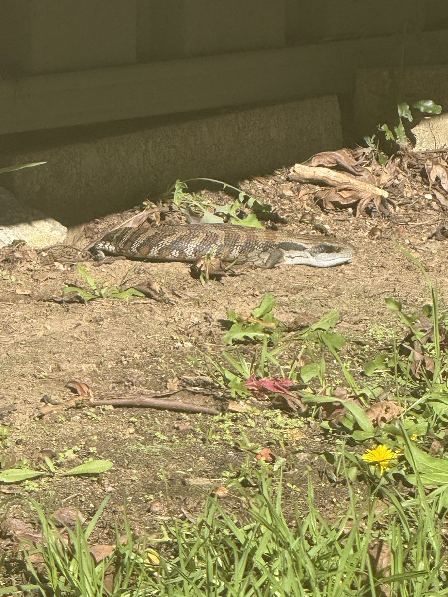 TheKevinDynasty's tweet photo. I came out and checked on the status of the Royal Residence.
Everything appeared to be in order.
Unfortunately, the wind picked up, so I returned indoors.👑🦎

This is why I stay indoors 🖤🦎
#kingkevinthebluetonguelizard https://t.co/5UE711xgsv