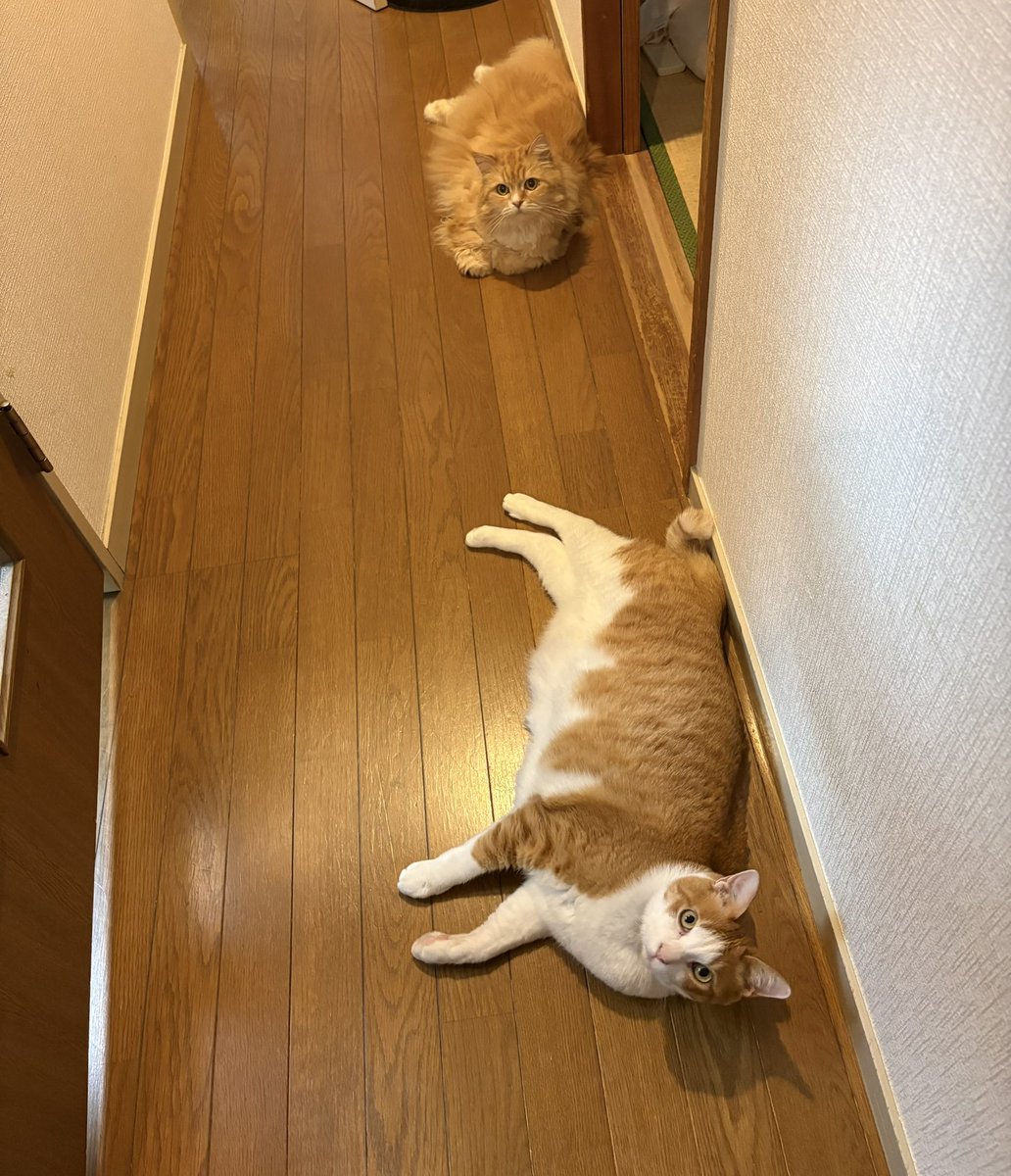 yopich_'s tweet photo. 手前は重量級、奥は黒幕。 https://t.co/xqIqoVPKs7