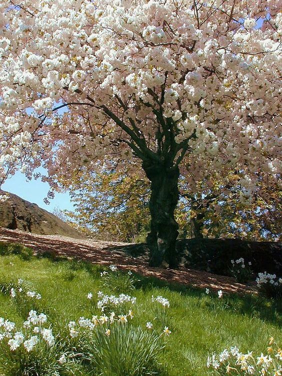 greenvibe's tweet photo. spring vibe https://t.co/BJoXf5G2kF