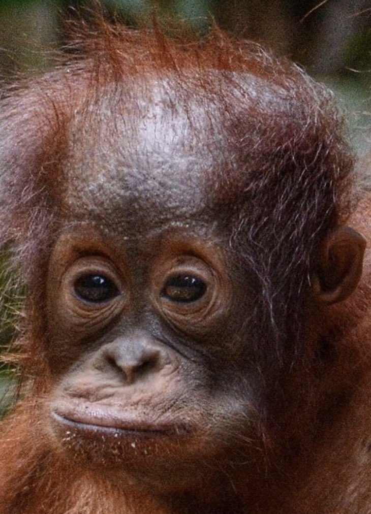 azz_orange's tweet photo. @Orangutandreaaa iam an lacroy boi https://t.co/I3L2icHOLl