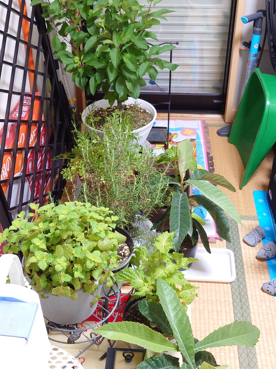 tttk41's tweet photo. 台風に備えて鉢植えを室内に退避させました。
幸いうちの方はちょっと雨脚が強い程度で風も殆どありません＠東京の西の方

あ、そう言えば、食べた苺の種は本葉が出てきました🌱 https://t.co/cIIGtED18a
