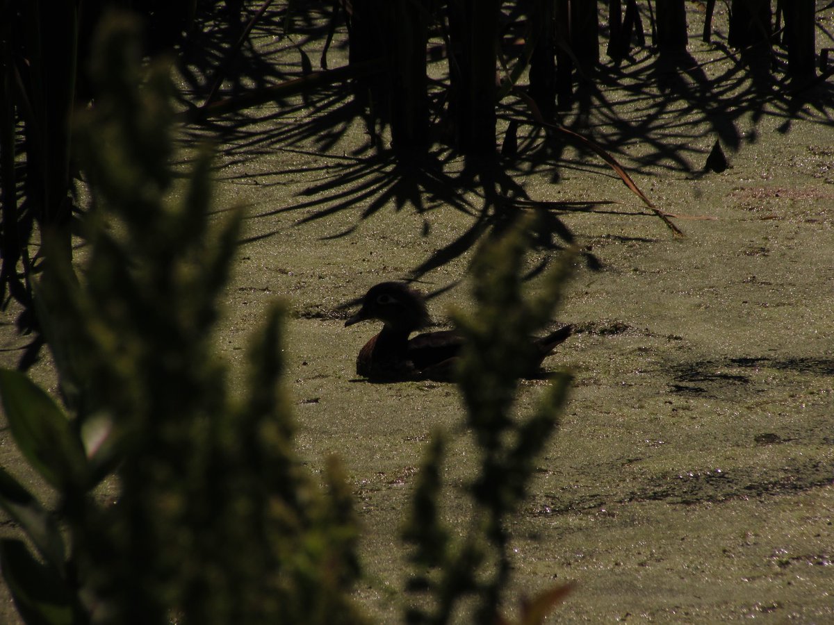 urlrot's tweet photo. wood duck https://t.co/MuzTRJJxu0