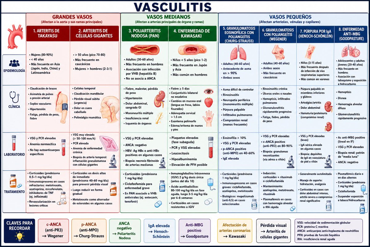 ParaelENARM's tweet photo. VASCULITIS 🔴

Tipo 

🔴Grandes Vasos: 
- Arteritis de Takayasu
- Arteritis de células gigantes

🔴Vasos medianos: 
- Poliarteritis nodosa ANCA (-)
- Kawasaki

🔴 Vasos pequeños: 
-Churg Strauss p-ANCA MPO
-Wegener c-ANCA PR3
-Henoch Schönlein IgA ↑
-GoodPasture Anti-MBG (+)

#ENARM #ENARM2026 #VASCULITIS
