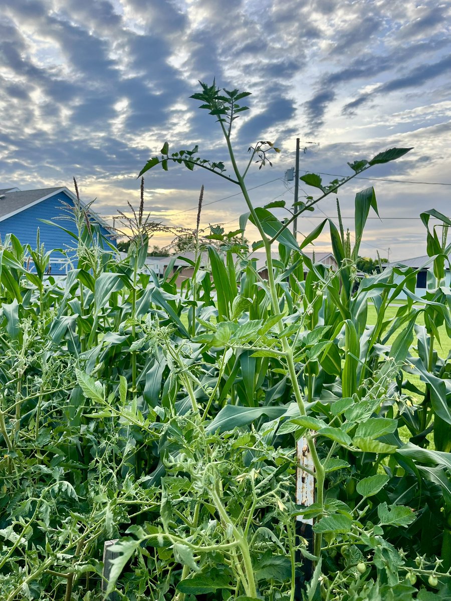OpsManJoe's tweet photo. My Cherry Tomatoes are over six feet tall.   #bayougarden https://t.co/nhZStwTky5