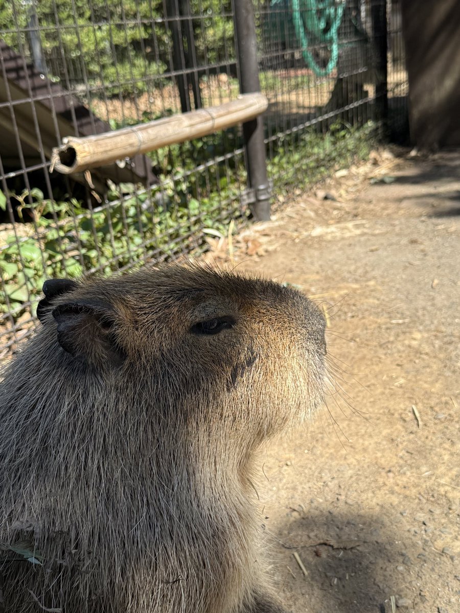 netambassador's tweet photo. 台風で気分が落ち込むのでかわいい動物の写真でも！
マヌルネコ、ミーアキャット、カピバラ、プレーリードッグです🐈 https://t.co/7c3wSGqWtu