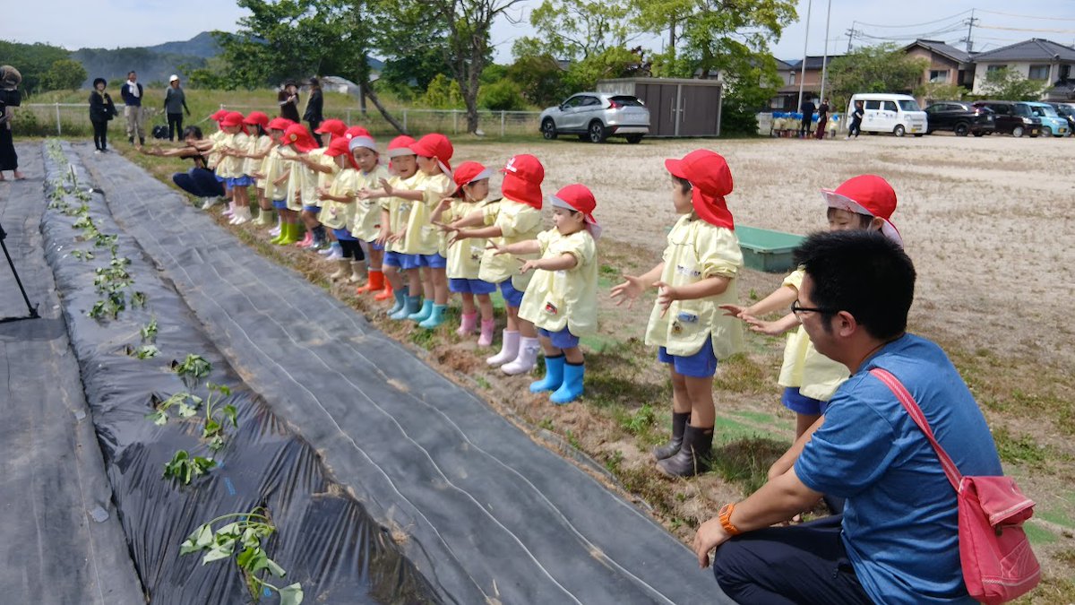 SYochien's tweet photo. さつまいもの苗植えが行われました。

当園のグランドの農園でさつまいもの苗植えが行われました。
鳴門金時という美味しい品種です。

大きくなーれ♪
美味しくなーれ♪

これからみんなで水をやって大切に育てます。
秋には収穫です。

＃鳥取市
#認定こども園
#幼児教育
#幼児保育
#保育士募集 https://t.co/Tr2vXBnztL