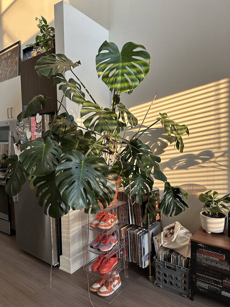 thatsericaclark's tweet photo. Plant papa 🪴🌈 https://t.co/uFSwrrdDan