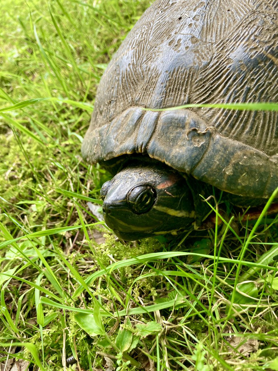 taigasudou's tweet photo. 脱皮中でした🐢

#アカミミガメ #ミシシッピアカミミガメ #ミドリガメ #青葉の森公園 #turtle https://t.co/bNLU4jbxVG