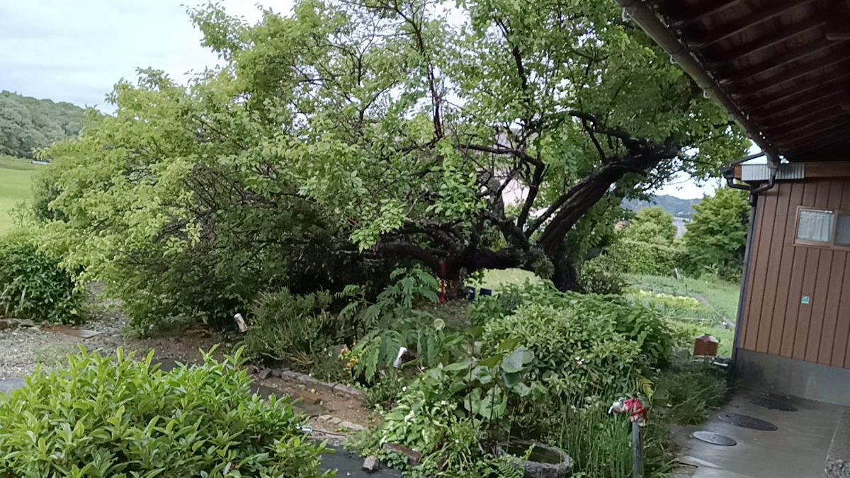 satoc's tweet photo. 台風の影響で実家の樹齢100年の梅の木が倒れた https://t.co/WuEsk8NBMF