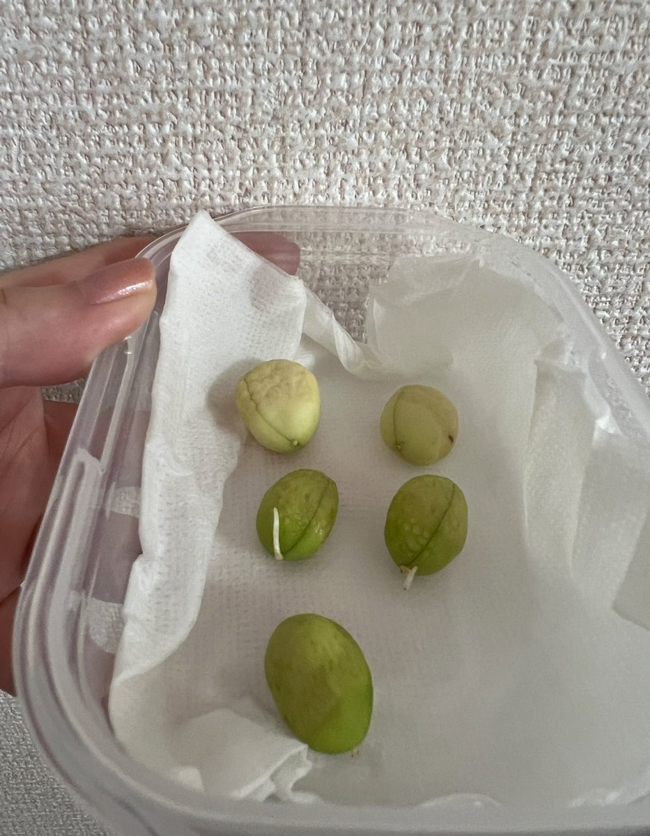 sakura_4351's tweet photo. びわの種の発芽に挑戦しています✨

種の茶色い薄皮はむきました！
根が出て今のところ順調だと思います😊

通ってるリハビリの先生の
自宅のびわの木に、身ができたそうで
その身で発芽を試みているとのことで
私も真似してみました☺️ https://t.co/7wgh8IwFKc