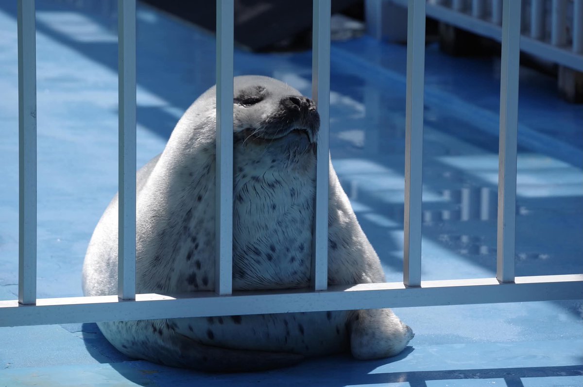 foouk1234's tweet photo. @finny125085 No everyday is seal day me like seal https://t.co/DOQyZVHDX0