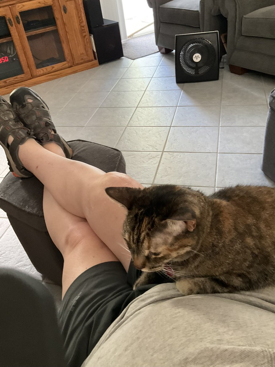 kerrymacp1's tweet photo. @PhilSledge My kitteh, Keiro. https://t.co/qsoWorpxlY