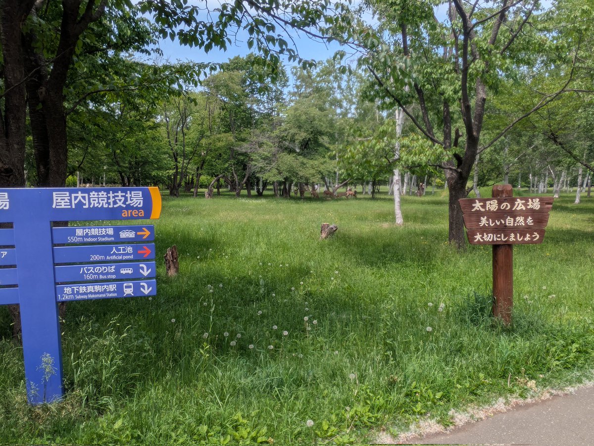 sapporo_talk's tweet photo. 真駒内公園を散歩していたら、
あれ？なんだ？

よく見たら鹿のかたまりでした。
お食事終わって休憩中？

#真駒内セキスイハイムアリーナ  #札幌 https://t.co/Y2fnUOJRTU