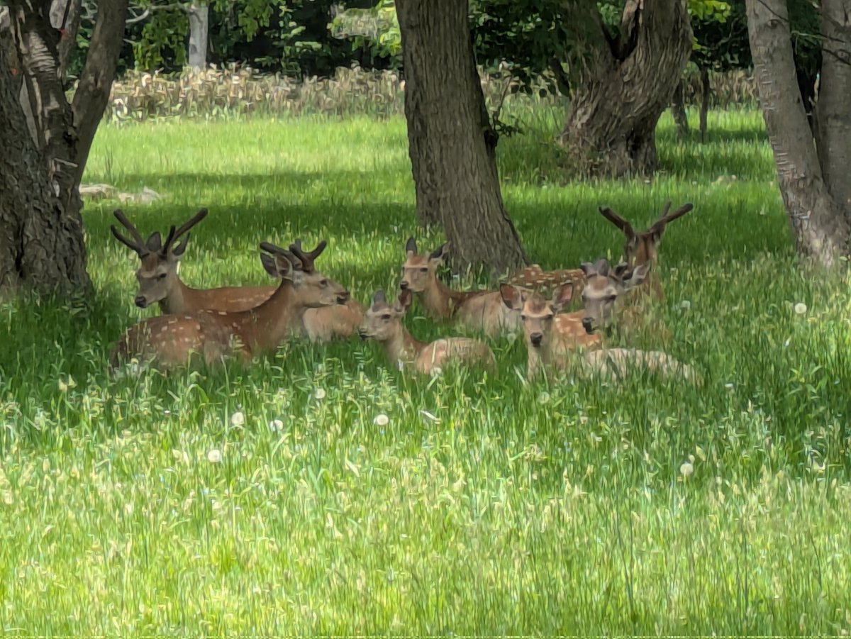 sapporo_talk's tweet photo. 真駒内公園を散歩していたら、
あれ？なんだ？

よく見たら鹿のかたまりでした。
お食事終わって休憩中？

#真駒内セキスイハイムアリーナ  #札幌 https://t.co/Y2fnUOJRTU