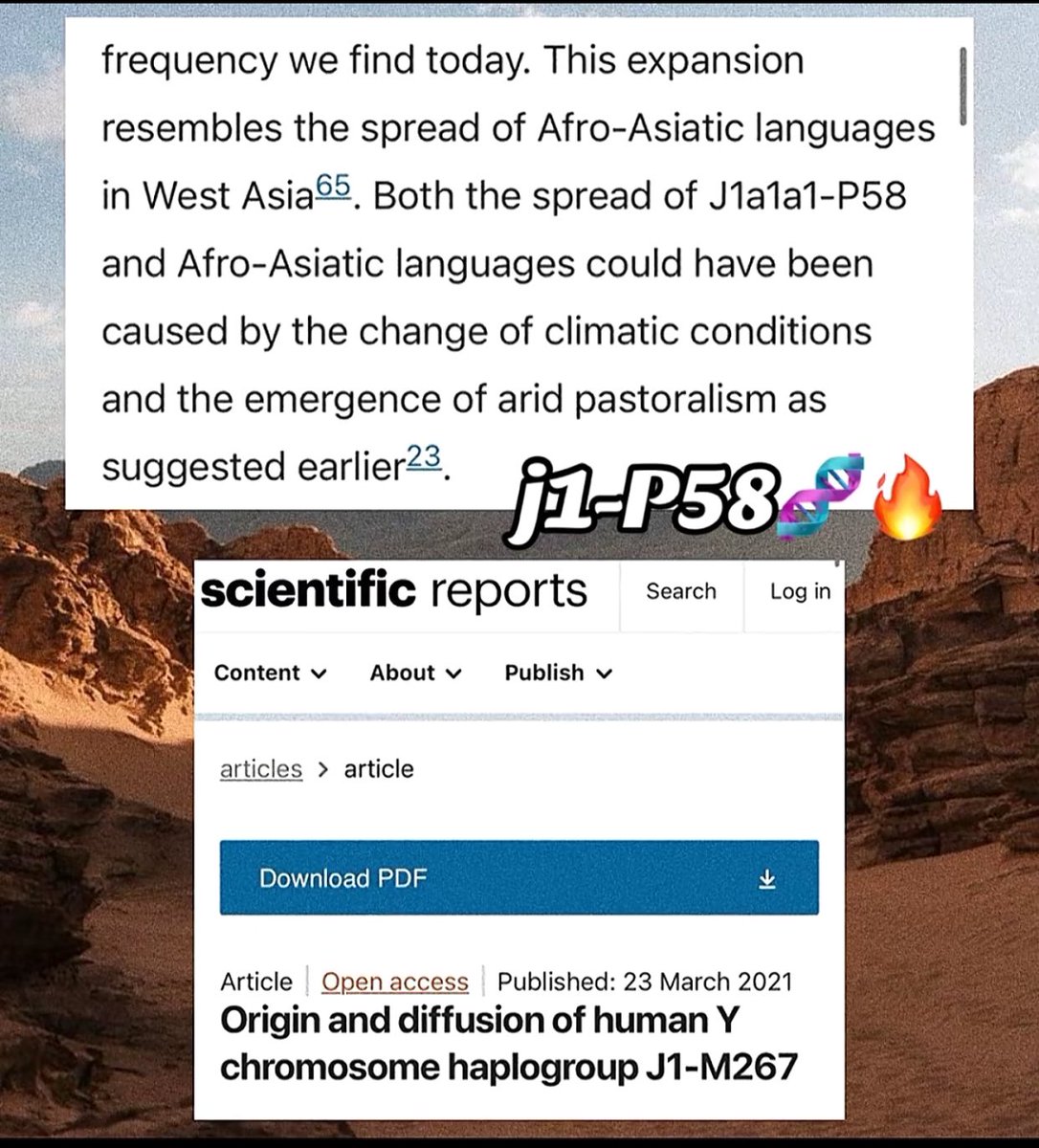 Tasdghj1's tweet photo. @Y_Alalie دراسة 2021📚: 👇🏽👇🏽👇🏽
"Origin and diffusion of human Y 
chromosome haplogroup J1-M267"

(“يشبه هذا التوسع انتشار اللغات الأفروآسيوية في غرب آسيا. وقد يكون كل من انتشار J1a1a1-P58 واللغات الأفروآسيوية ناتجًا عن تغير الظروف المناخية وظهور الرعي الجاف كما أشير إليه سابقًا.”) https://t.co/7Iwq0d3Y8d