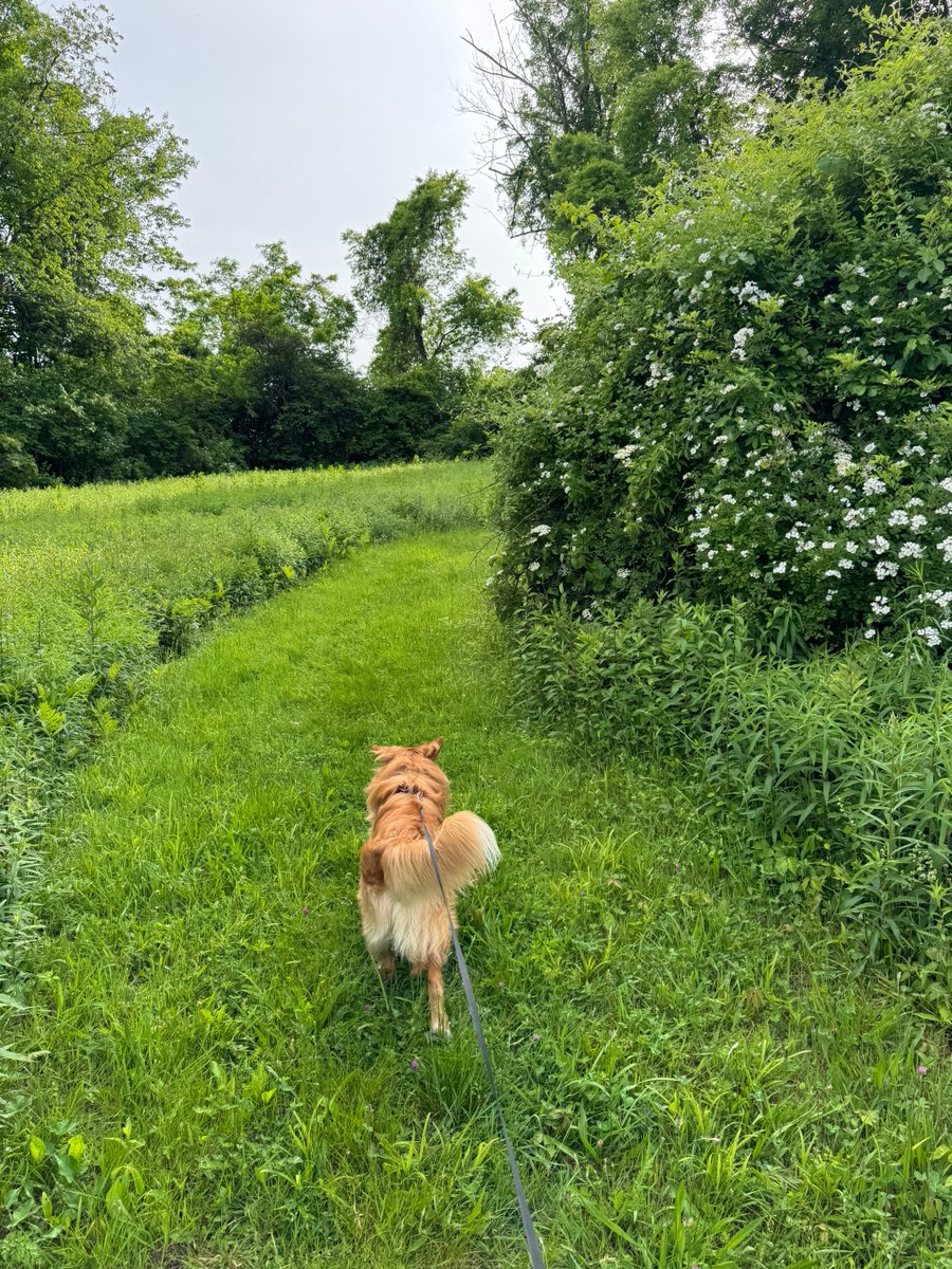 ShadowLakeDog's tweet photo. Mom + I did really long walkies and hikings again. https://t.co/fJD5nj021b